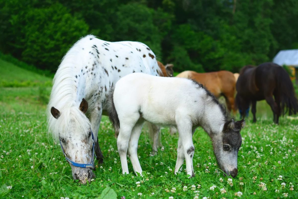 Pequeno no tamanho, gigante em inteligência: descubra o incrível cavalo Falabella
