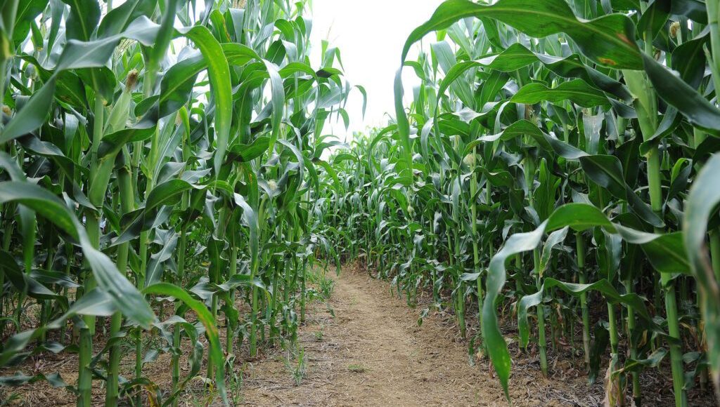 📷 Cepas de bactérias da Azospirillum brasilense são testadas em lavouras de milho desde os anos 1970 para substituir fertilizantes nitrogenado. Foto: Dênio Simões/Agência Brasília