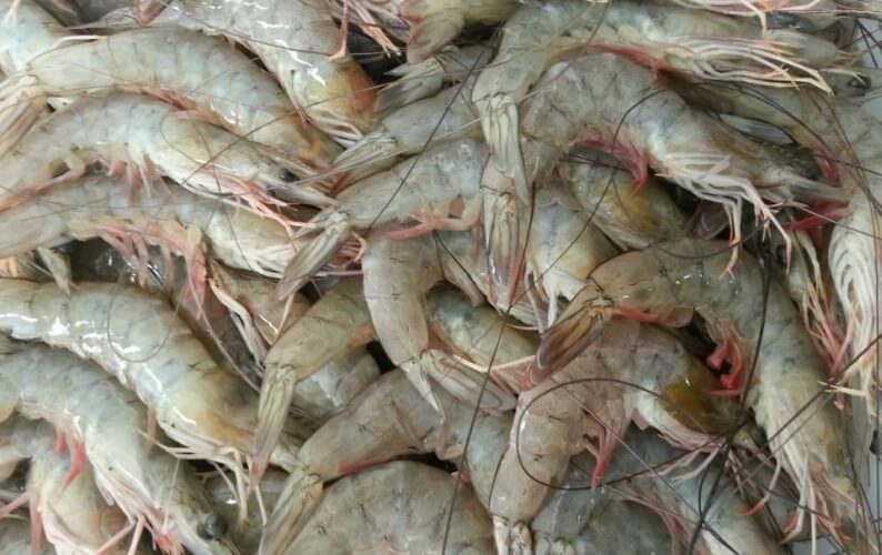 Aprenda a criar camarão-de-água-doce e transforme sua produção rural