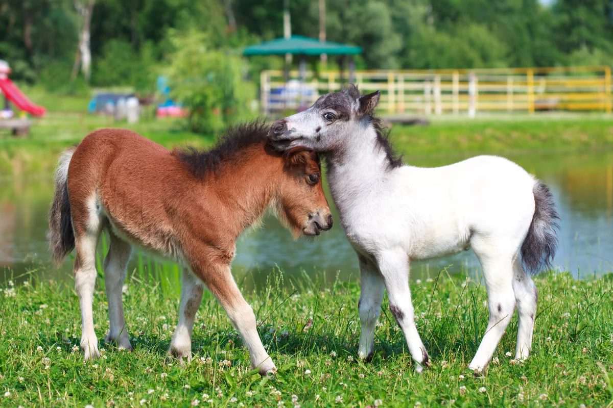 Pequeno no tamanho, gigante em inteligência: descubra o incrível cavalo Falabella