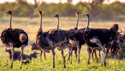 Quer começar a criar avestruzes? Descubra como é simples!