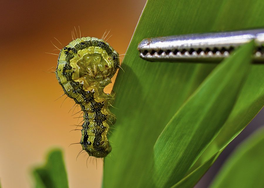 A BRS 2361 I2X atingiu produtividade acima de 5 mil kg/ha em testes no Paraná, enquanto a BRS 2058 I2X se destaca pela ampla adaptabilidade à Região Sul e São Paulo. Novas cultivares de soja oferecem resistência às principais doenças e pragas da soja, incluindo cancro da haste e podridão radicular de Phytophthora.