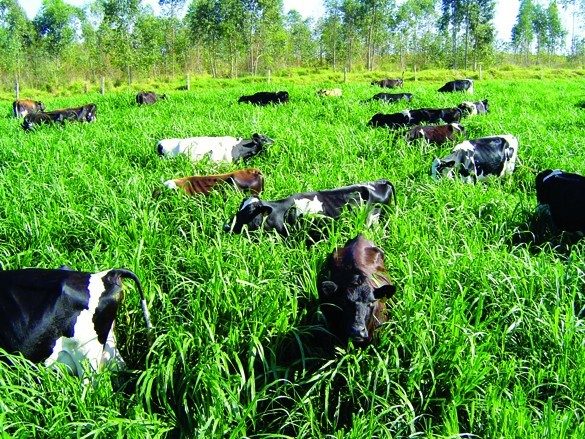 A escolha do capim adequado para o pastejo rotacionado é uma decisão estratégica que impacta diretamente a produtividade e a sustentabilidade das pastagens