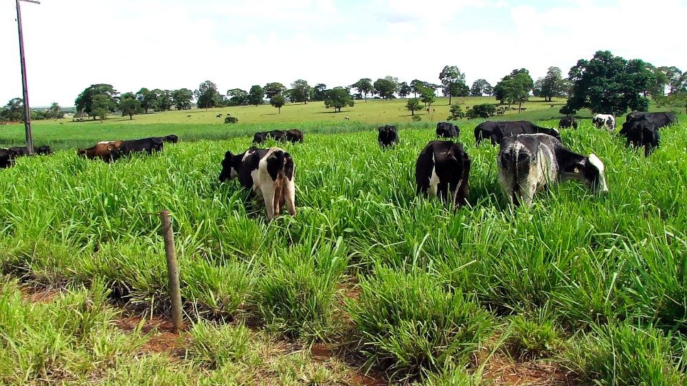 A escolha do capim adequado para o pastejo rotacionado é uma decisão estratégica que impacta diretamente a produtividade e a sustentabilidade das pastagens