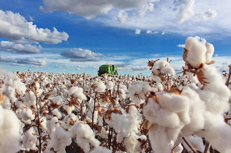 Safra do algodão 24/25 avança e cotonicultores devem ficar atentos ao manejo para garantir produtividade