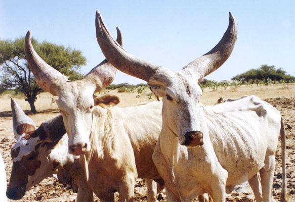 raças bovinas mais raras
