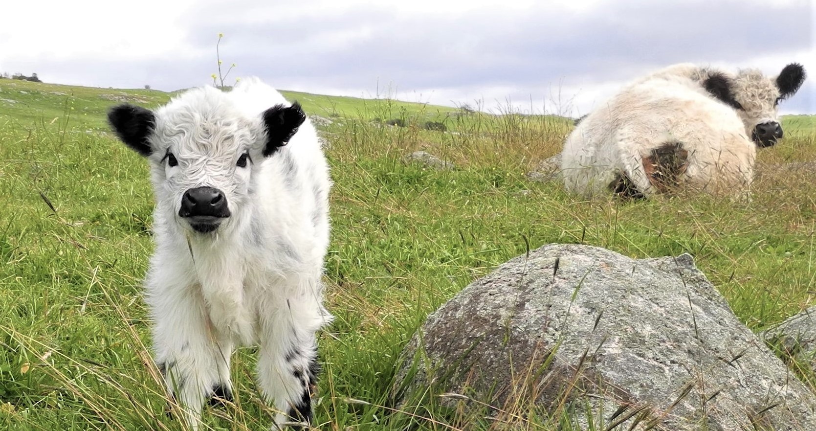 Raças bovinas de pequeno porte combinam resistência, facilidade de manejo e um visual único, atraindo pecuaristas e admiradores de animais exóticos; Conheça as mini vacas