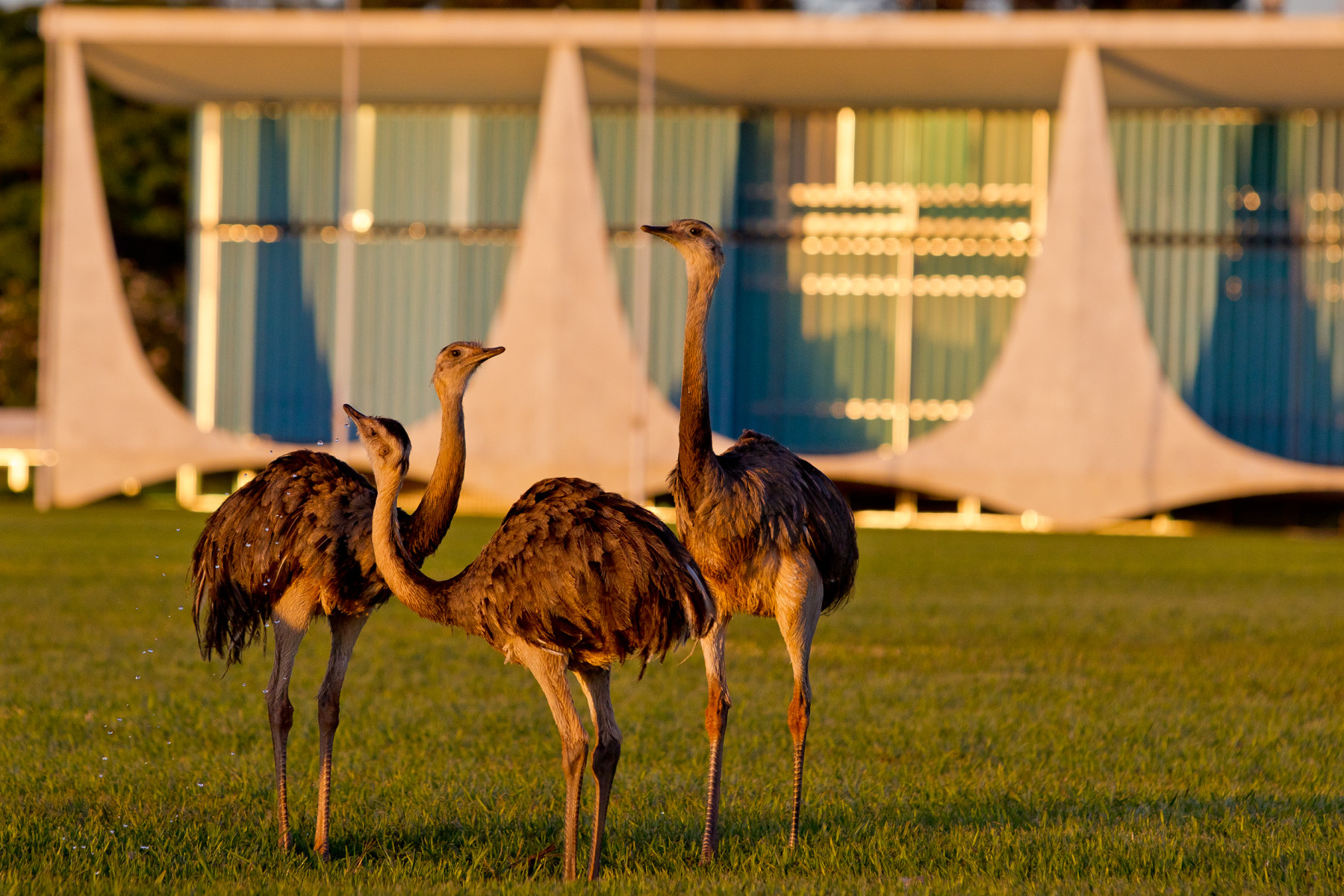 Lula diz que come ovo de ema em meio à alta de preço dos ovos e recebe críticas; Vídeo