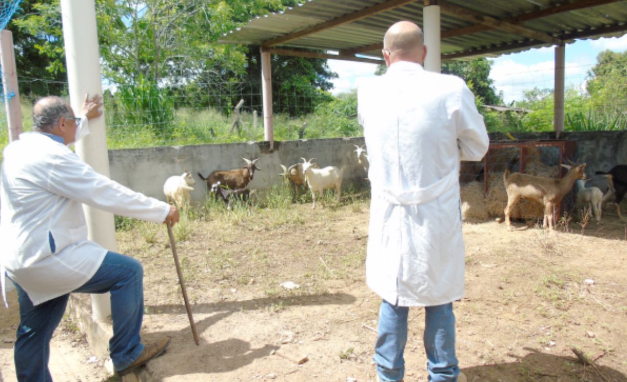 pesquisadores da uesb observando as cabras raras