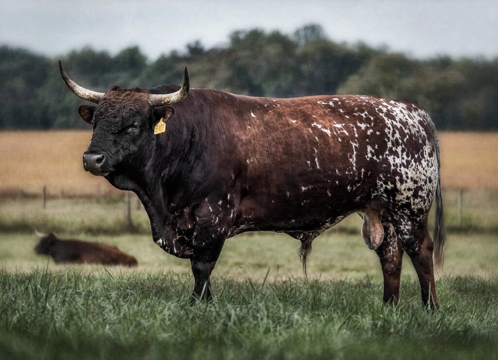 raças bovinas mais raras