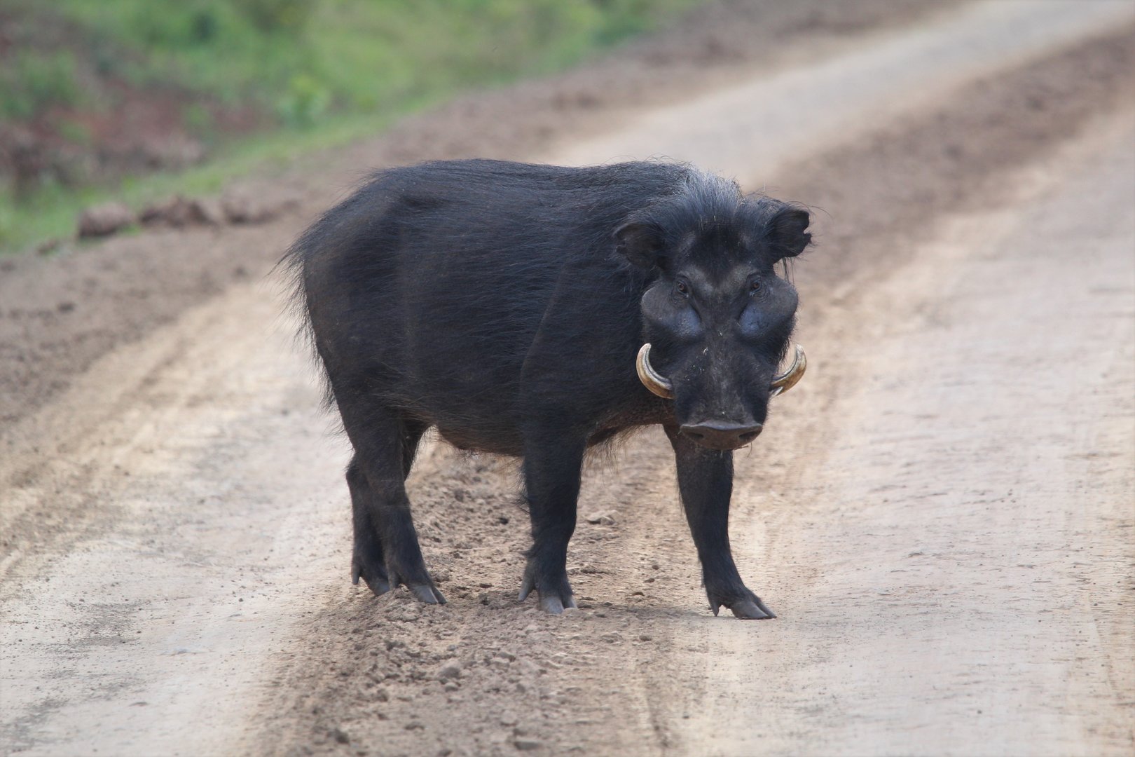 Do gigante da floresta ao "Kobe beef dos porcos", descubra espécies selvagens, raças domésticas exóticas e os desafios de conservação que enfrentam. Conheça as raças de porcos mais curiosas do mundo.