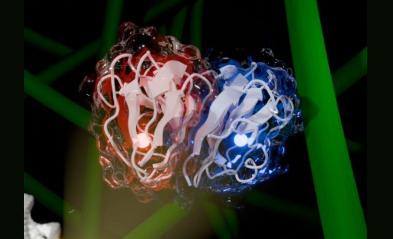 A estrutura dimérica da enzima CelOCE agindo sobre as fibras de celulose, representadas pelos bastões verdes (figura: Mario Murakami/CNPEM)