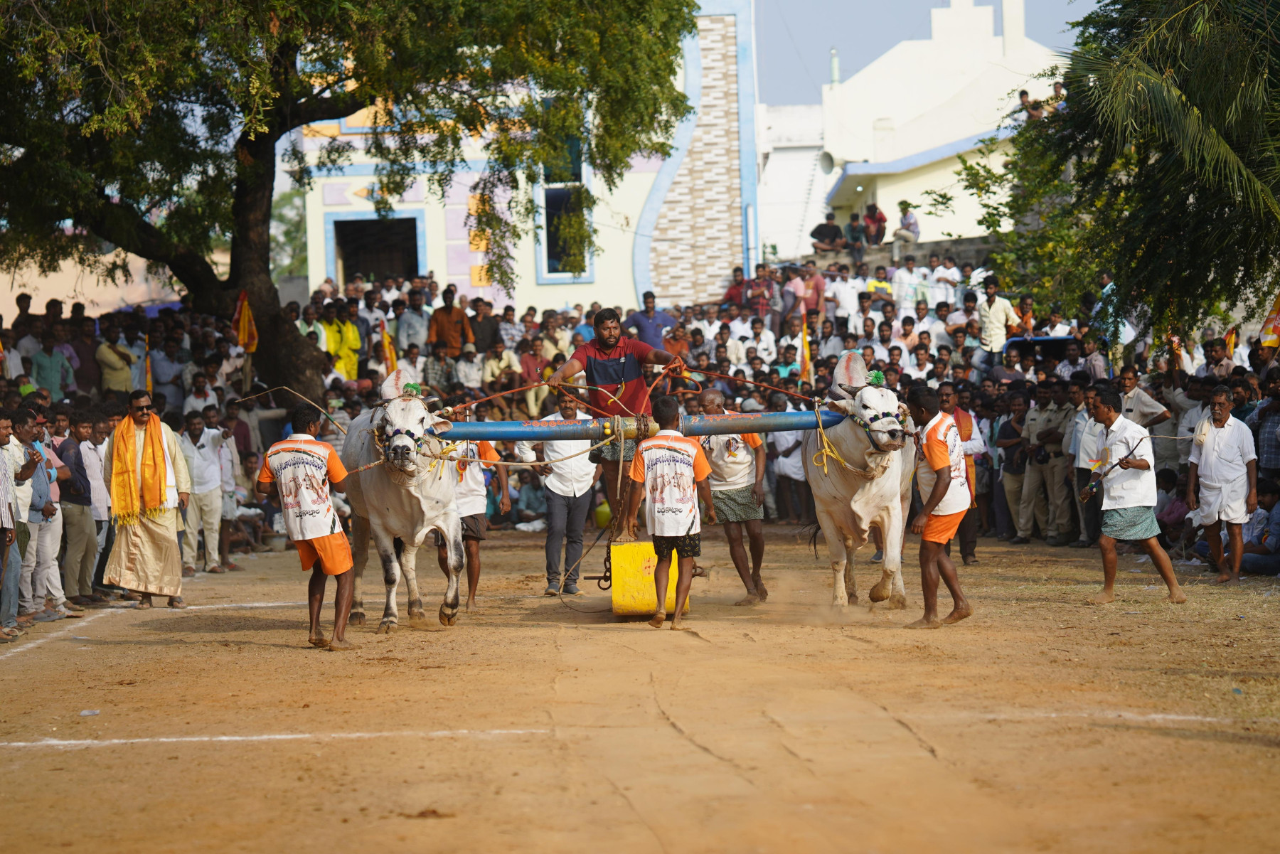 torneio de Mahanandi - Andhra Pradesh - Ongole Nelore