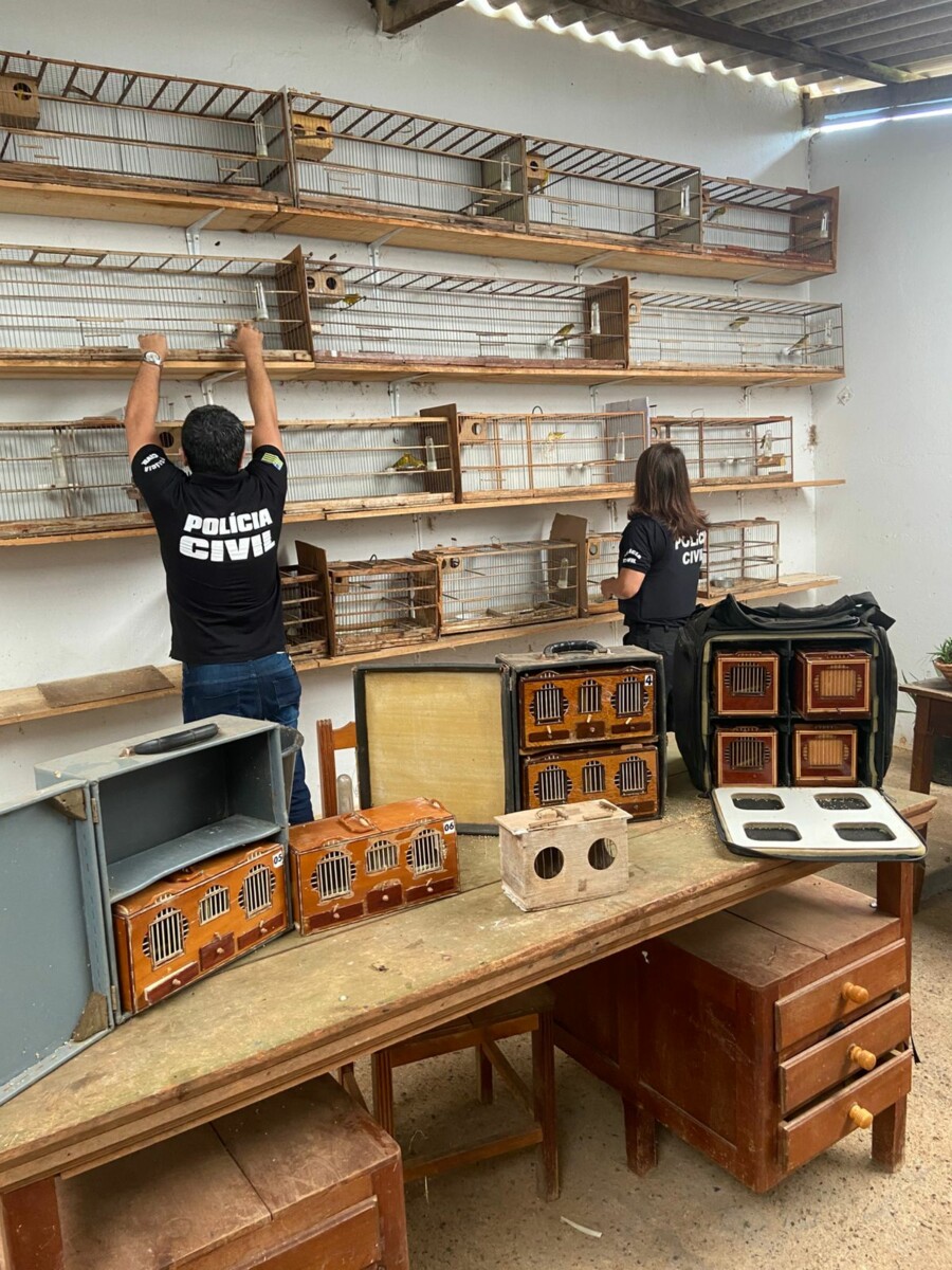 PC busca gado furtado vendido em leilão e encontra animais silvestres em cativeiro