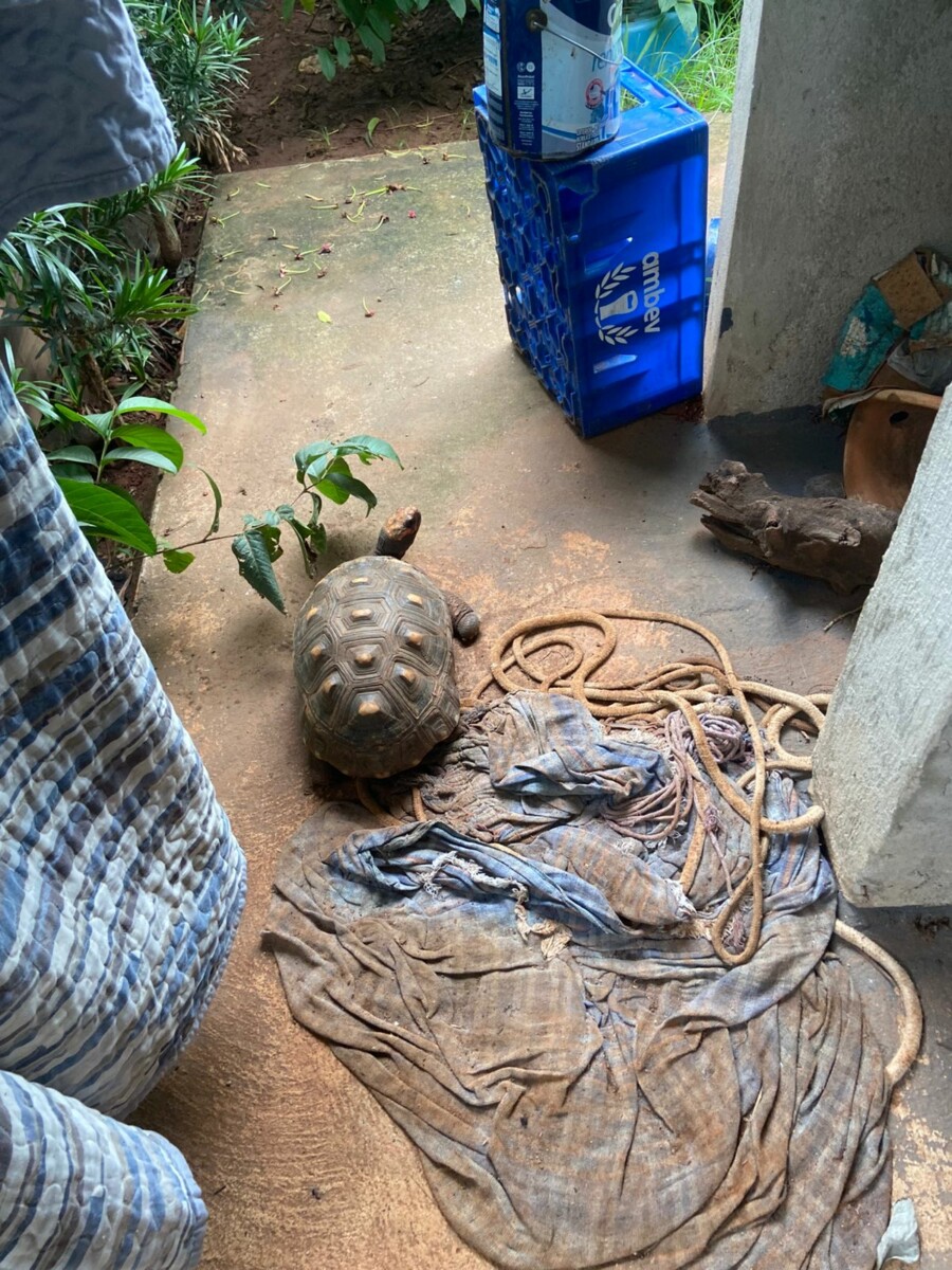 PC busca gado furtado vendido em leilão e encontra animais silvestres em cativeiro