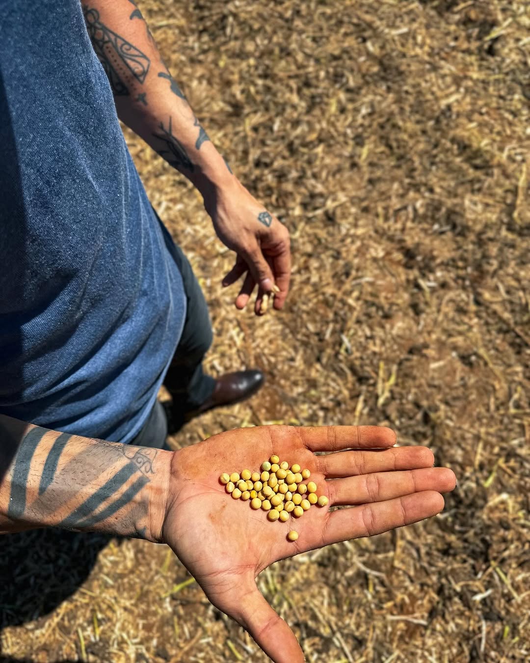 Gusttavo Lima colhe mais de 80 sacas de soja por hectare em fazenda milionária