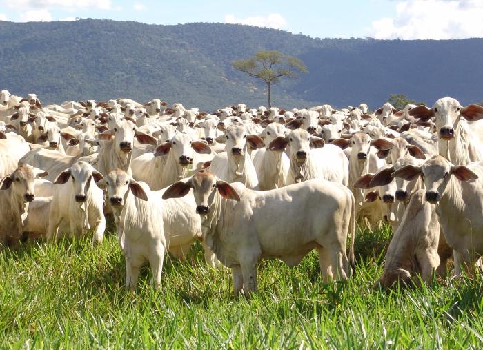 Bezerro tem alta de 26% e deve continuar subindo, aponta Emater-MG