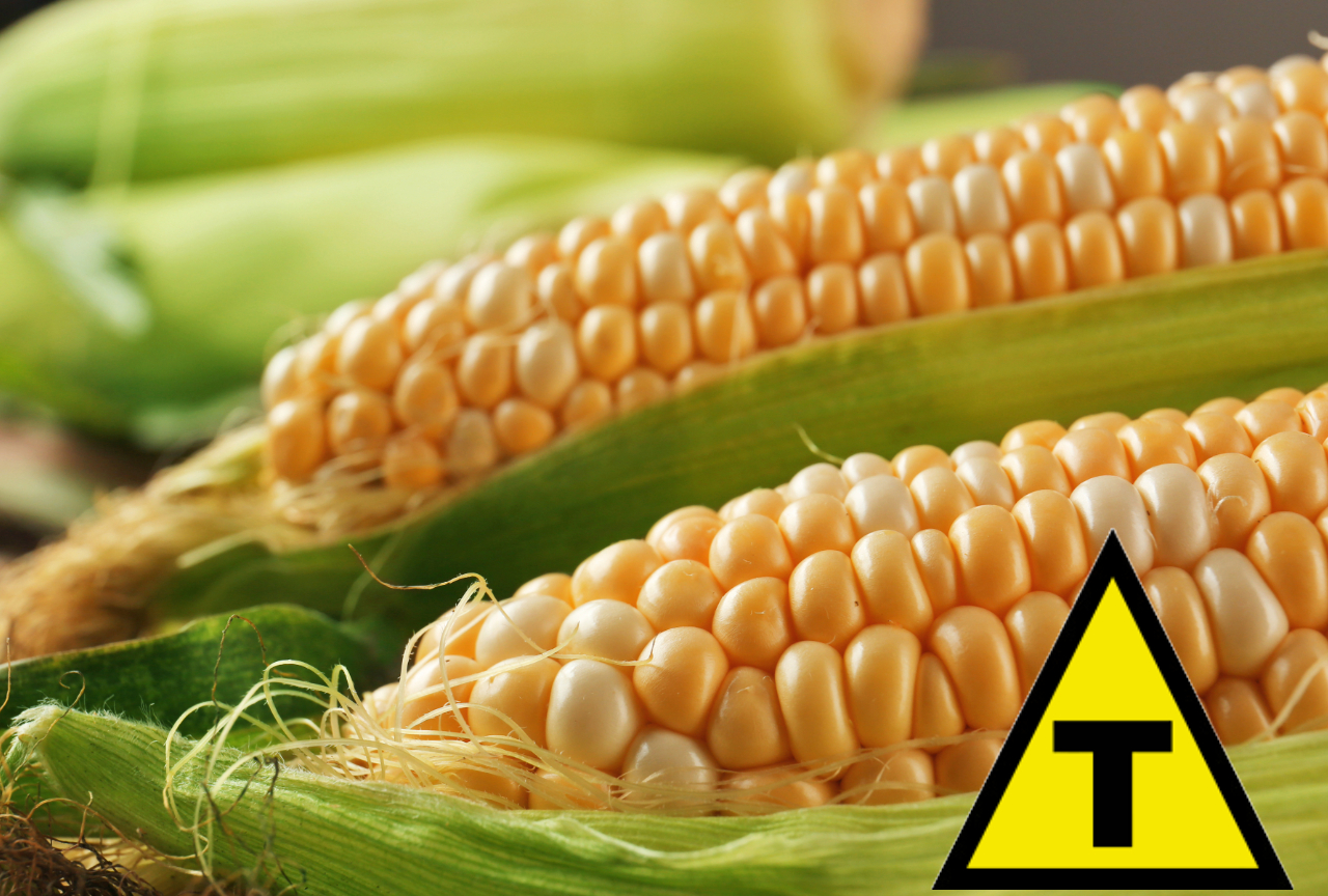 Congresso de México proíbe cultivo de milho transgênico