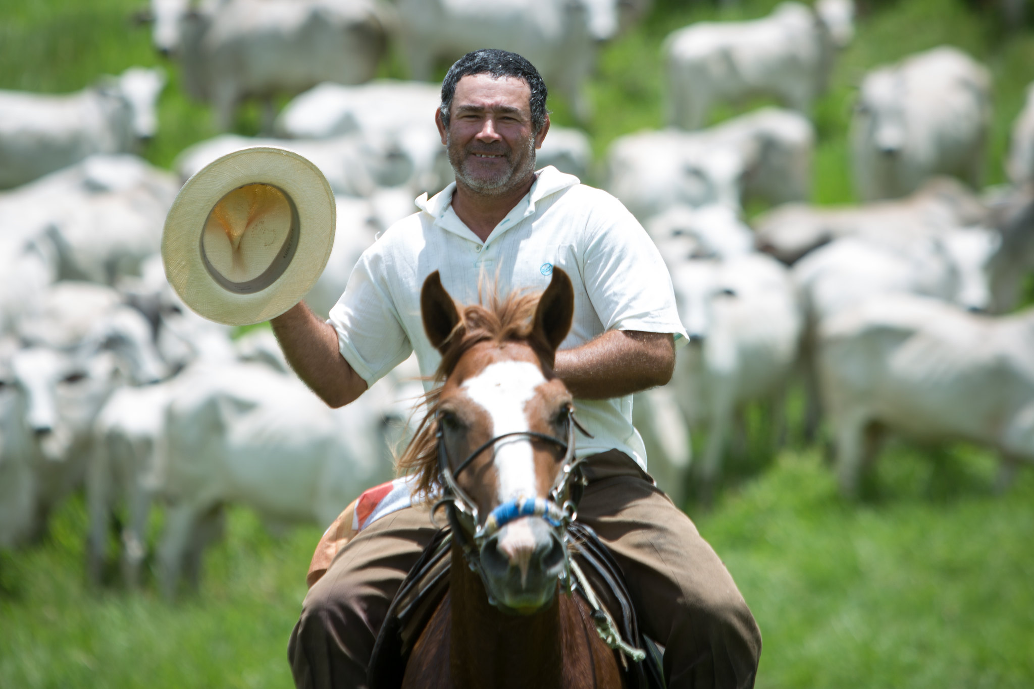 Boiadeiro - Alagoas - Cavalo - Foto Wenderson Araujo fotao
