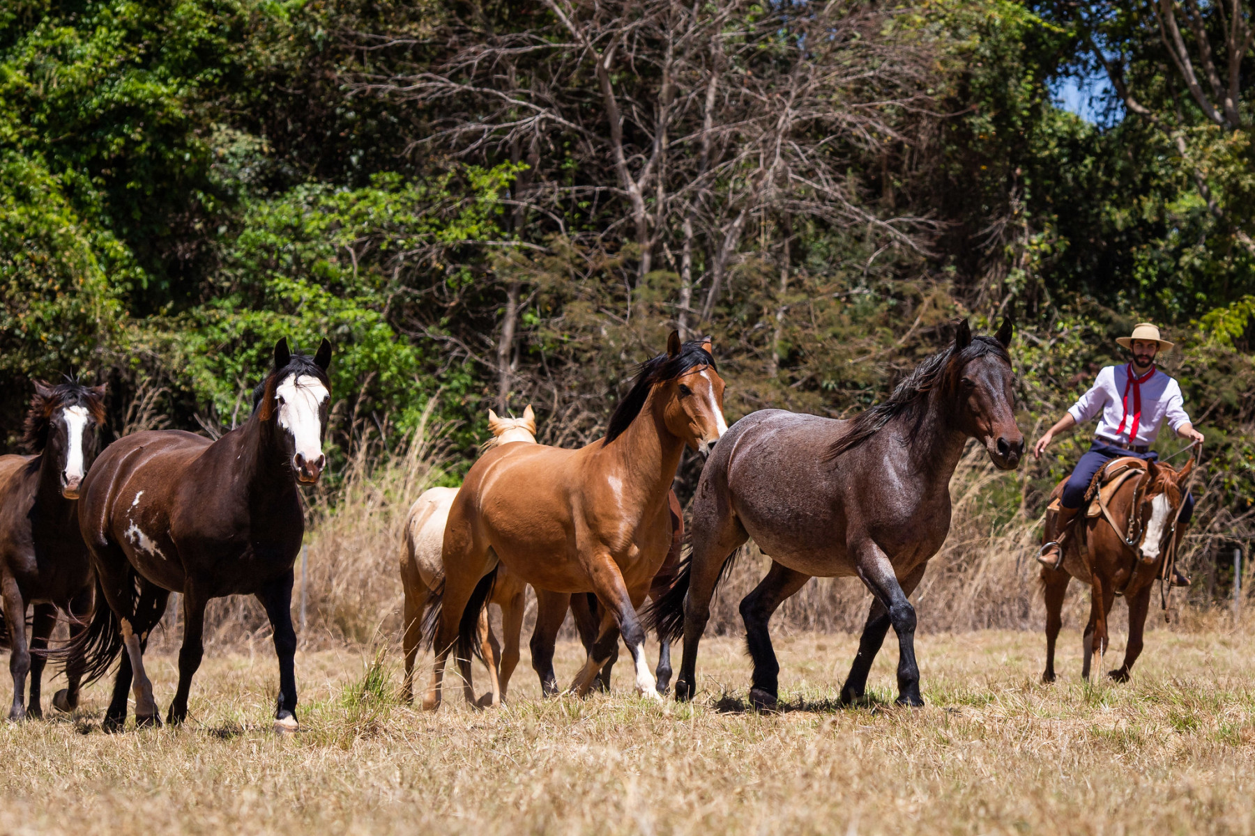 Cavalos - Haras - Coudelaria fotao