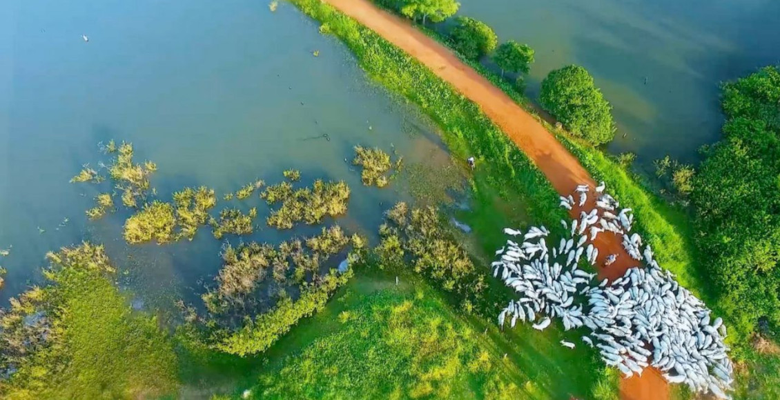 Fazenda Vera Cruz no Mato Grosso - Nelore