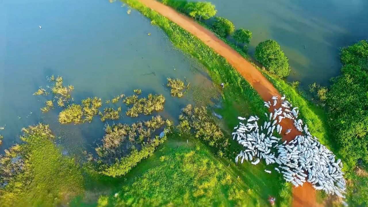 Fazenda Vera Cruz no Mato Grosso - Nelore