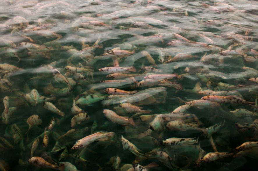 Fider Pescados participa do Seafood Expo North America para expandir mercado e fortalecer conexões comerciais nos EUA