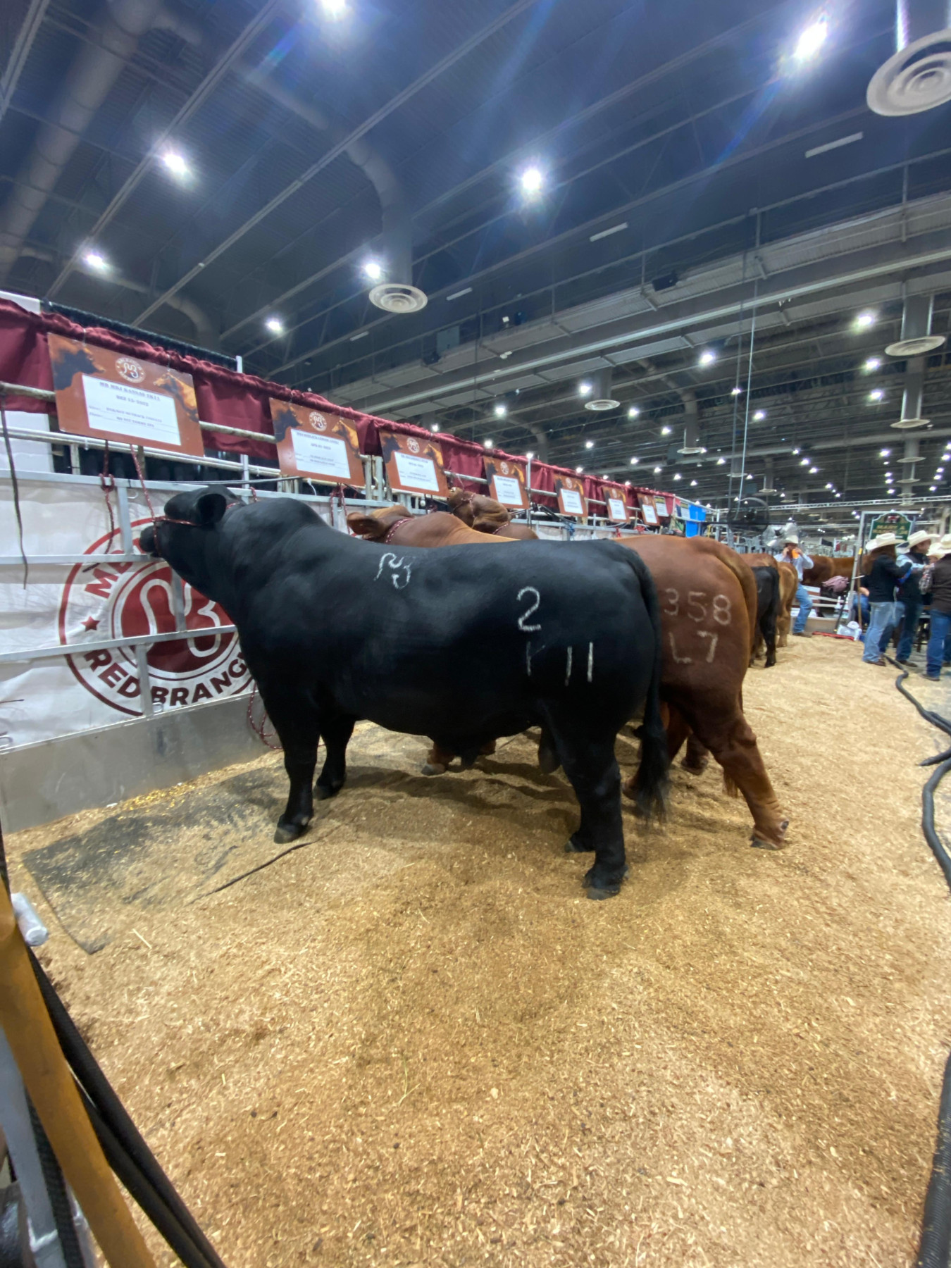 Brangus apresenta potencial de expansão da raça no Brasil em feira nos Estados Unidos
