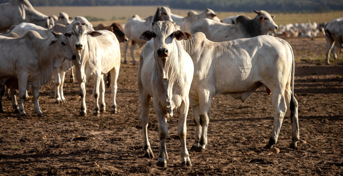 Programa de Reinsercao e Monitoramento Prem - do Instituto Mato-grossense da Carne - Imac - pecuaria gado nelore boiada confinamento fotao