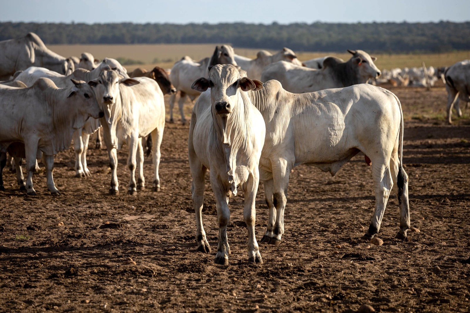 Programa de Reinsercao e Monitoramento Prem - do Instituto Mato-grossense da Carne - Imac - pecuaria gado nelore boiada confinamento fotao