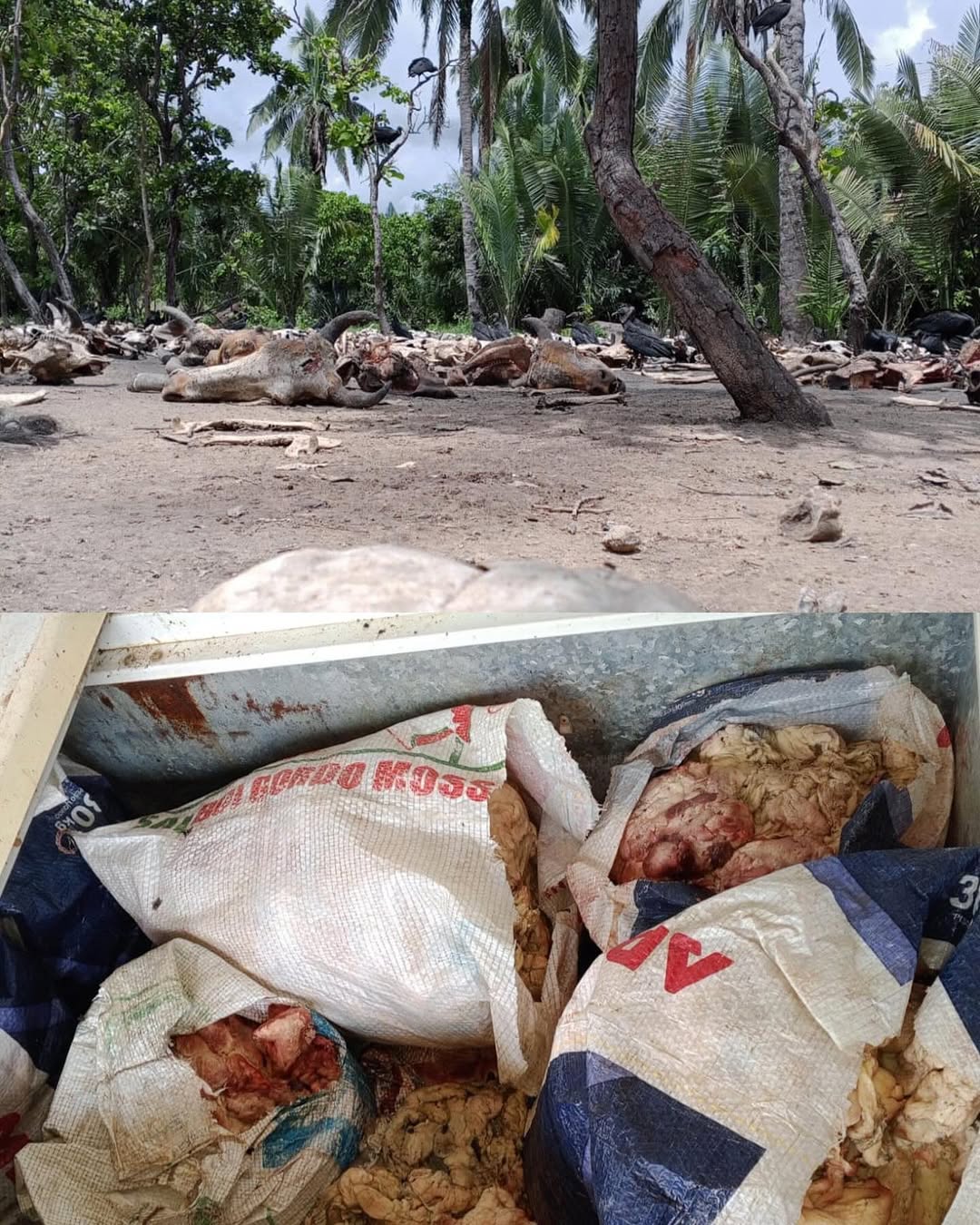 Polícia descobre cemitério de bovinos em abatedouro clandestino; Fotos