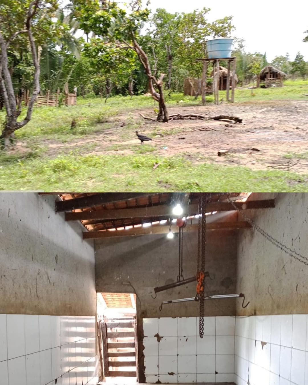 Polícia descobre cemitério de bovinos em abatedouro clandestino; Fotos