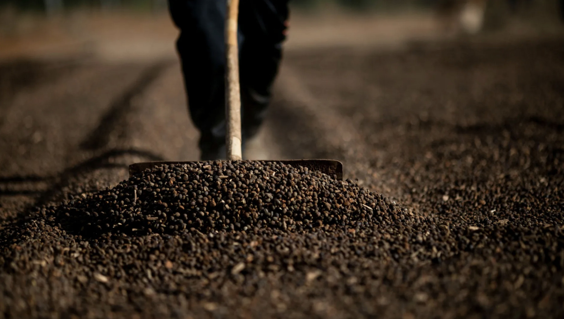Exportação de café em 2025 cresce 29,5%, para US$ 16 bi, diz Secex