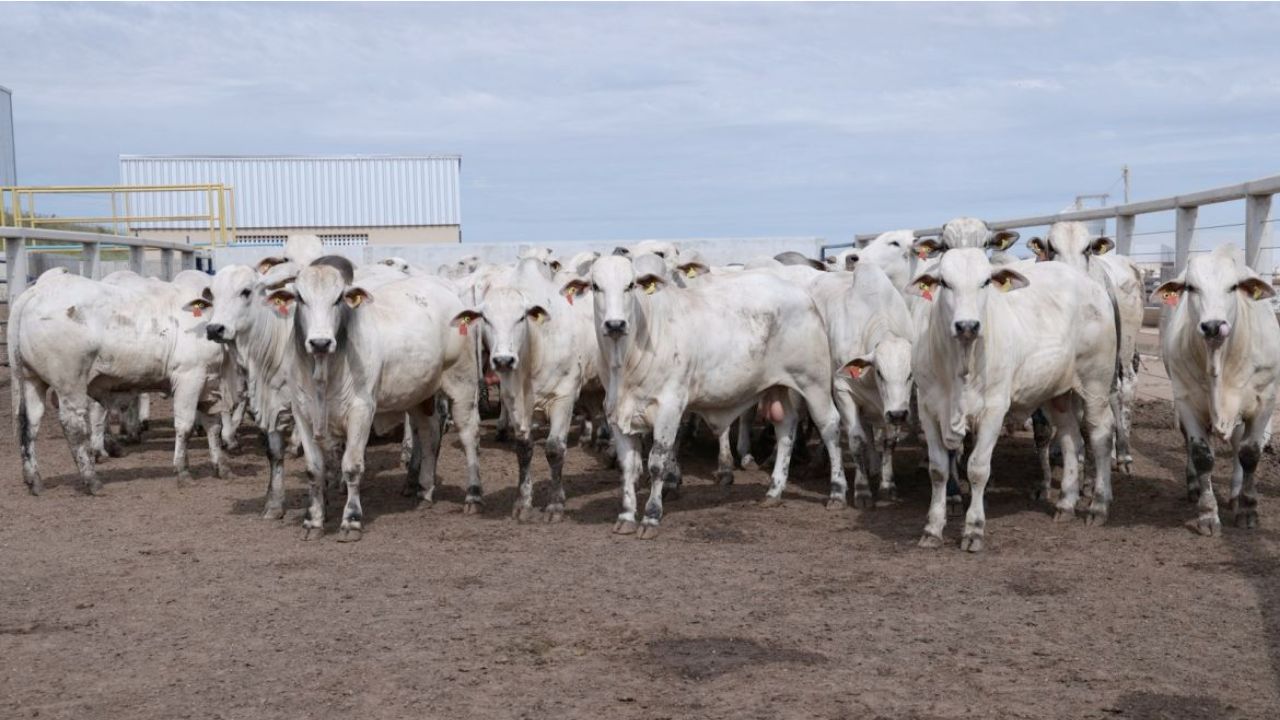 Programa faz abate técnico de gado Nelore PO; rendimento é destaque