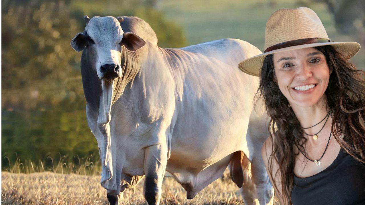 guta alonso - fazenda elge - nelore