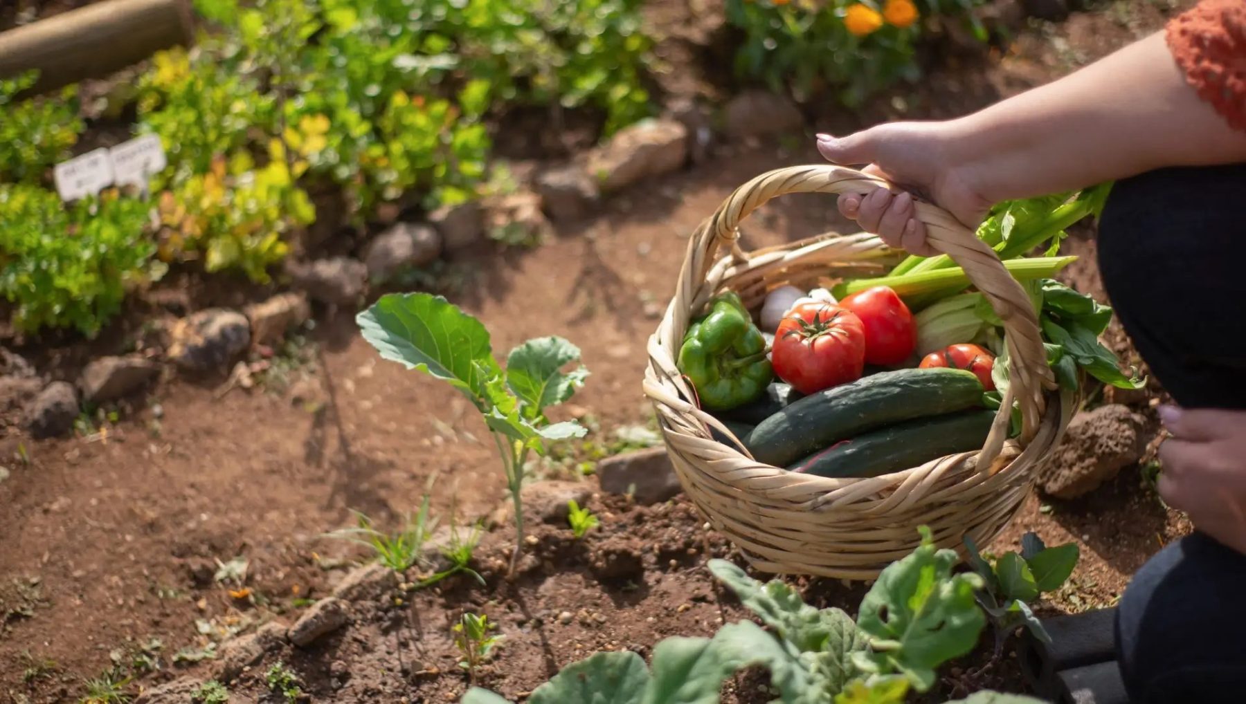 O que cultivar no outono? Descubra as frutas e hortaliças da estação
