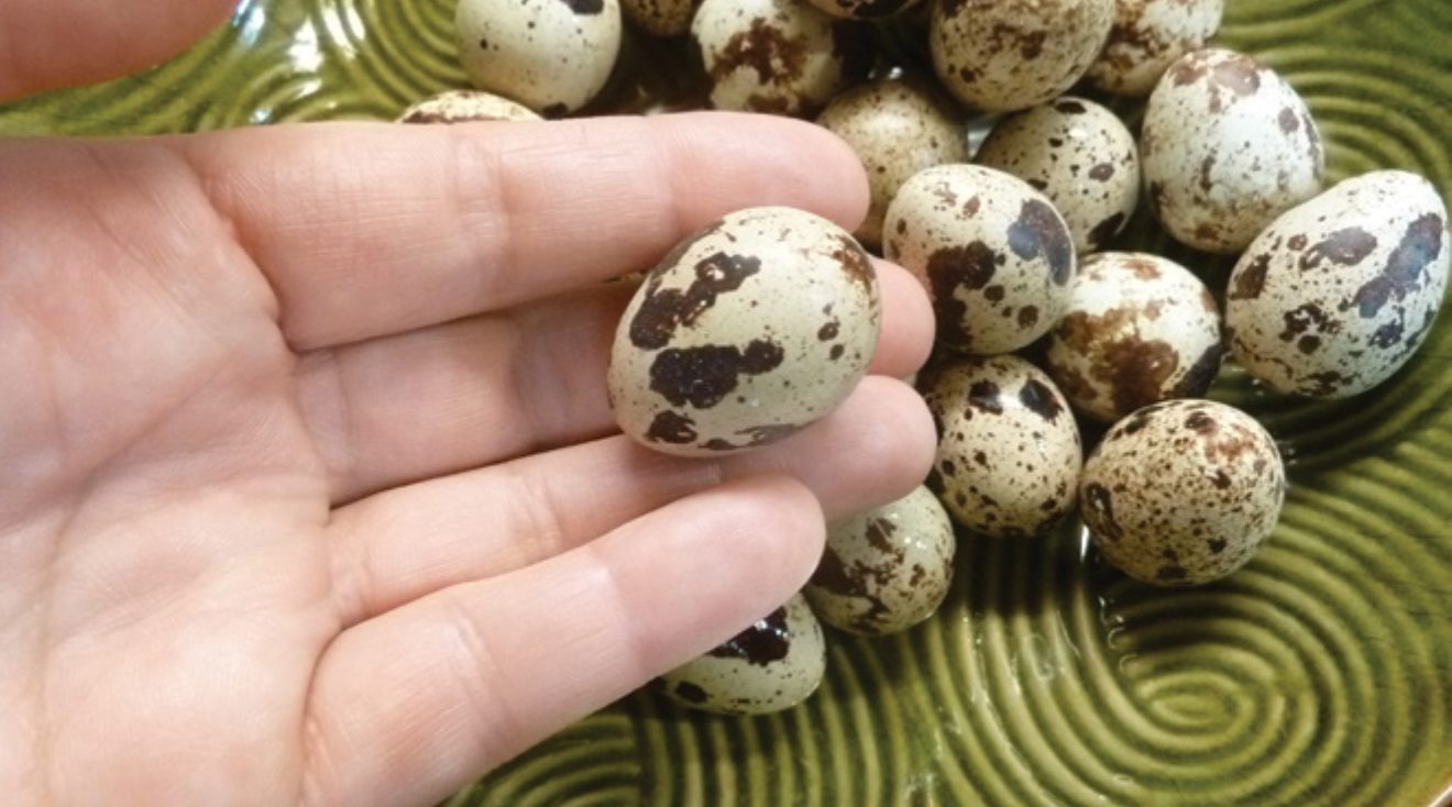 Os diferentes tipos de ovos que você nunca imaginou encontrar no mercado