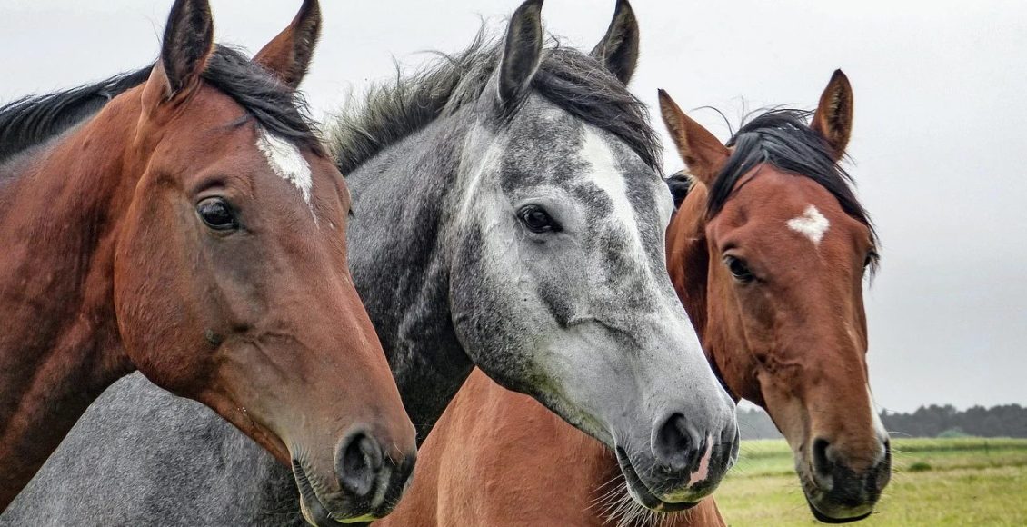 Empresa investe R$ 10 milhões na primeira central de sêmen de cavalos do Brasil