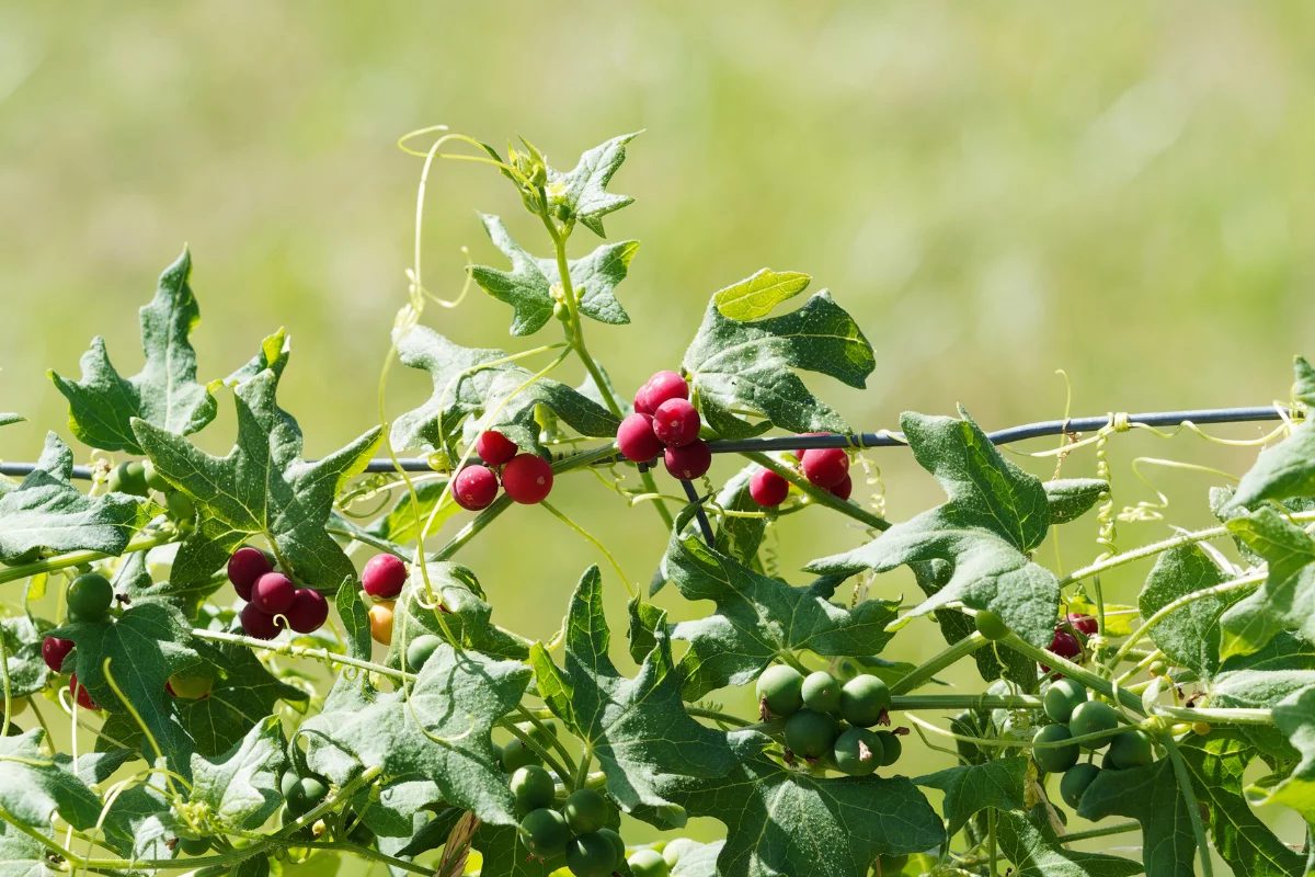 Nem toda fruta é segura para o consumo! Conheça 4 frutos venenosos ou não comestíveis