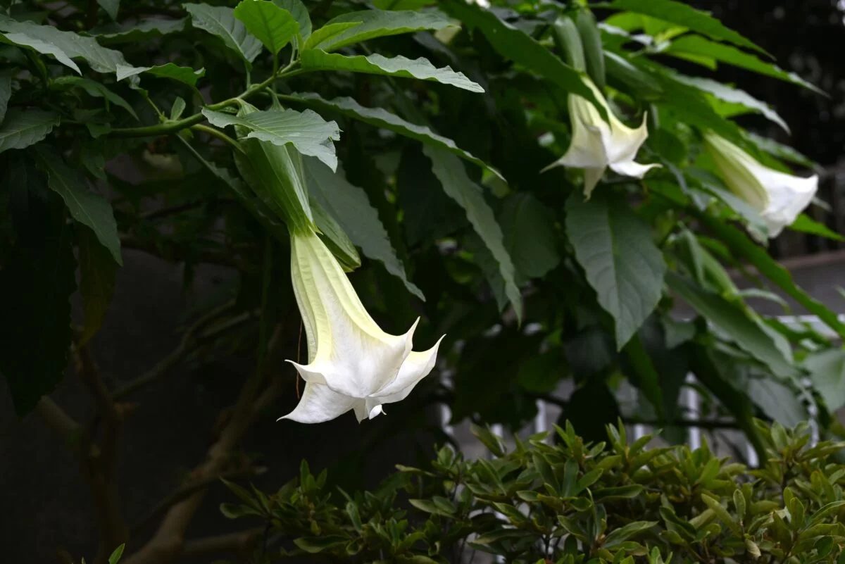 Nem toda fruta é segura para o consumo! Conheça 4 frutos venenosos ou não comestíveis