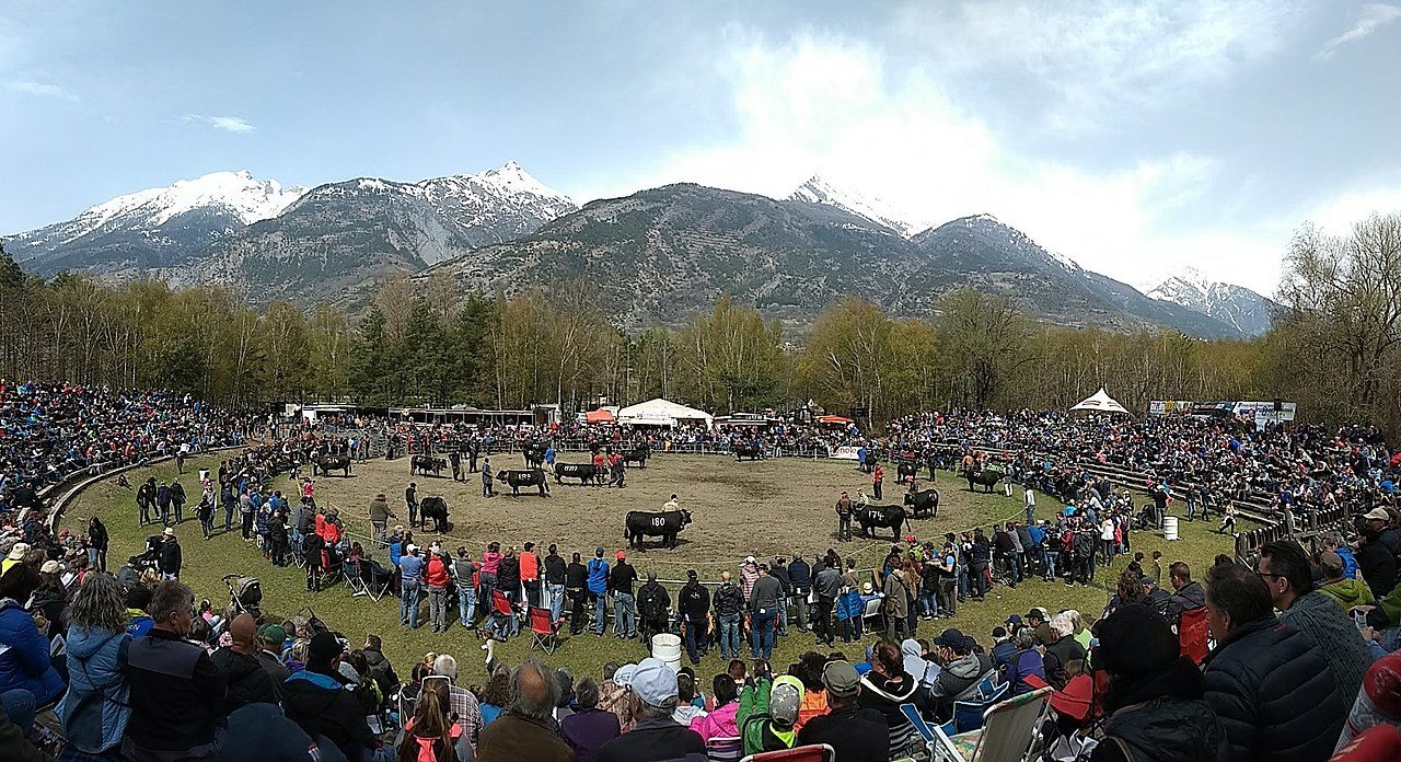 Conheça as Vacas Hérens, a raça famosa por suas grandes lutas