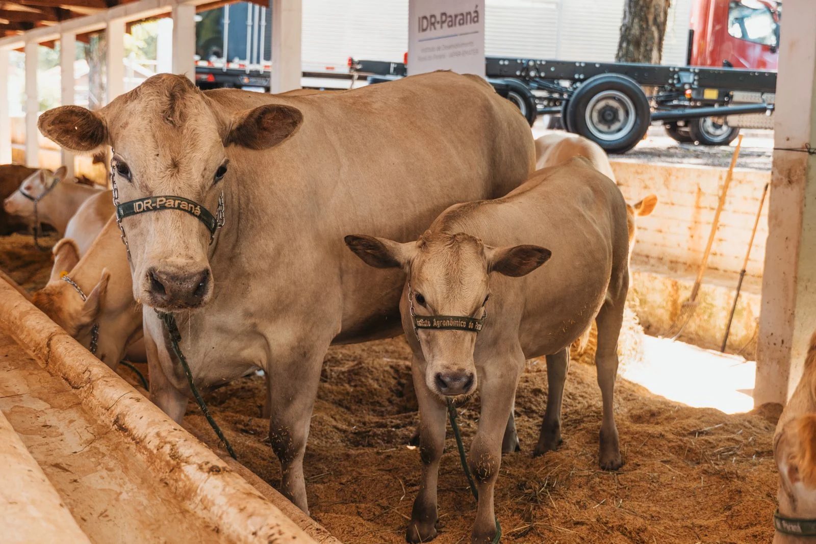 Resultado de mais de 30 anos de pesquisa e melhoramento genético, o gado Purunã é um exemplo claro de como ciência e pecuária podem caminhar juntas para fortalecer a produção de carne no Brasil.