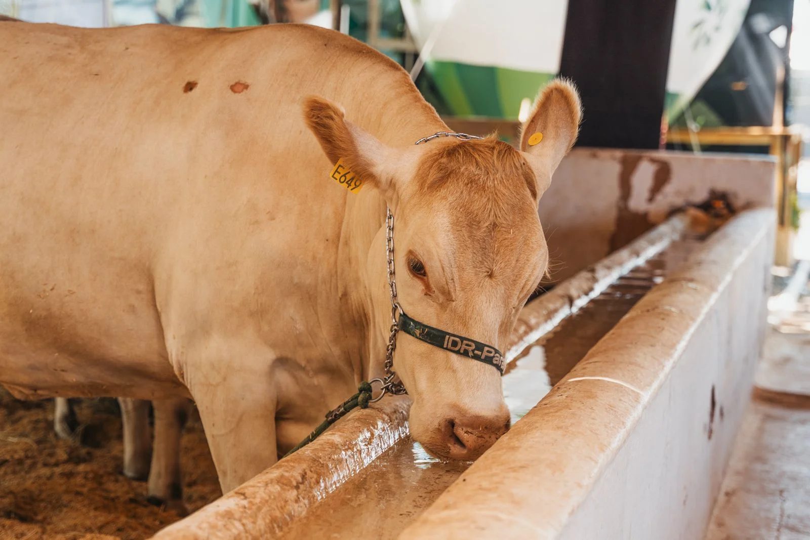 Resultado de mais de 30 anos de pesquisa e melhoramento genético, o gado Purunã é um exemplo claro de como ciência e pecuária podem caminhar juntas para fortalecer a produção de carne no Brasil.
