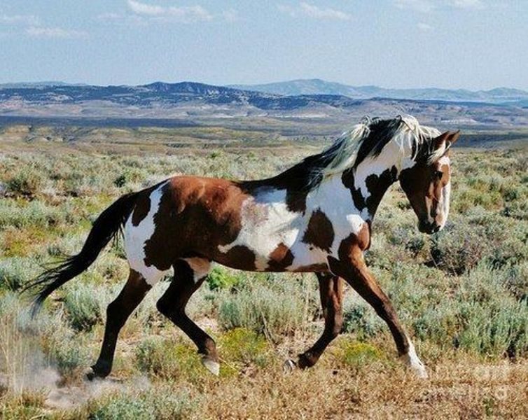 Top melhores raças de cavalo para lazer e equitação