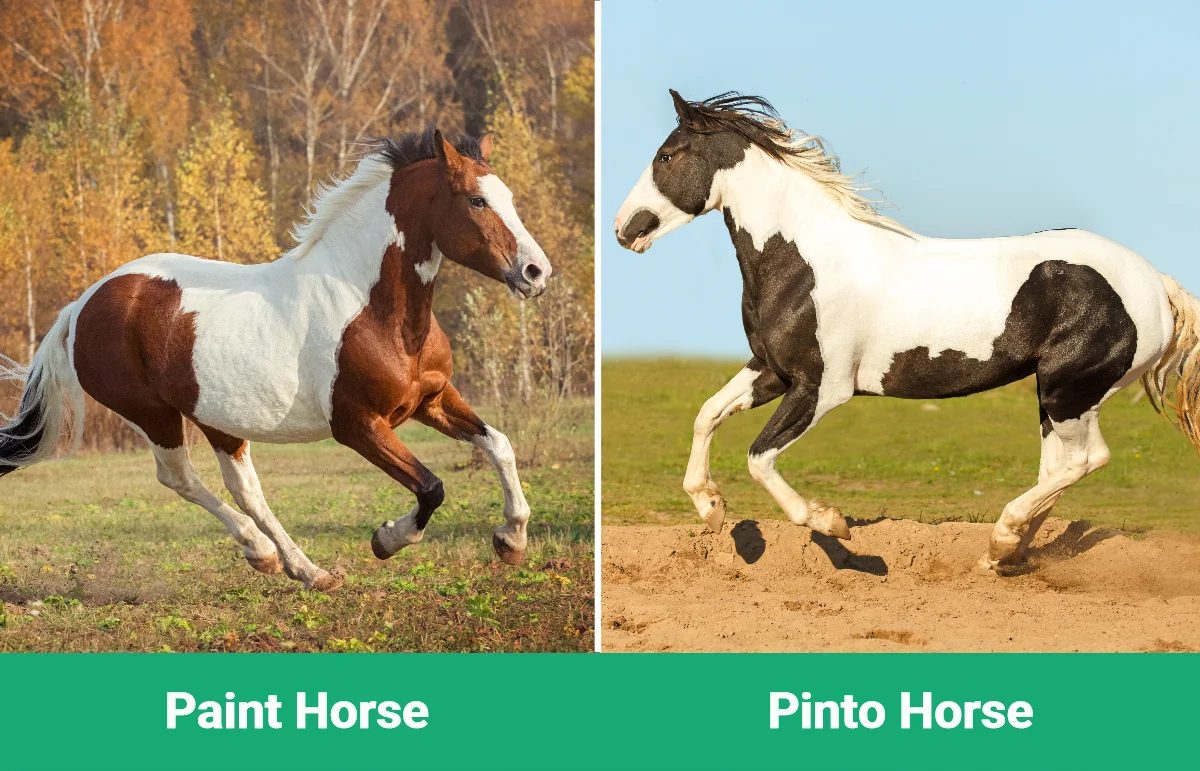 Paint Horse vs. Pinto: Apesar das semelhanças, essas raças são bem diferentes