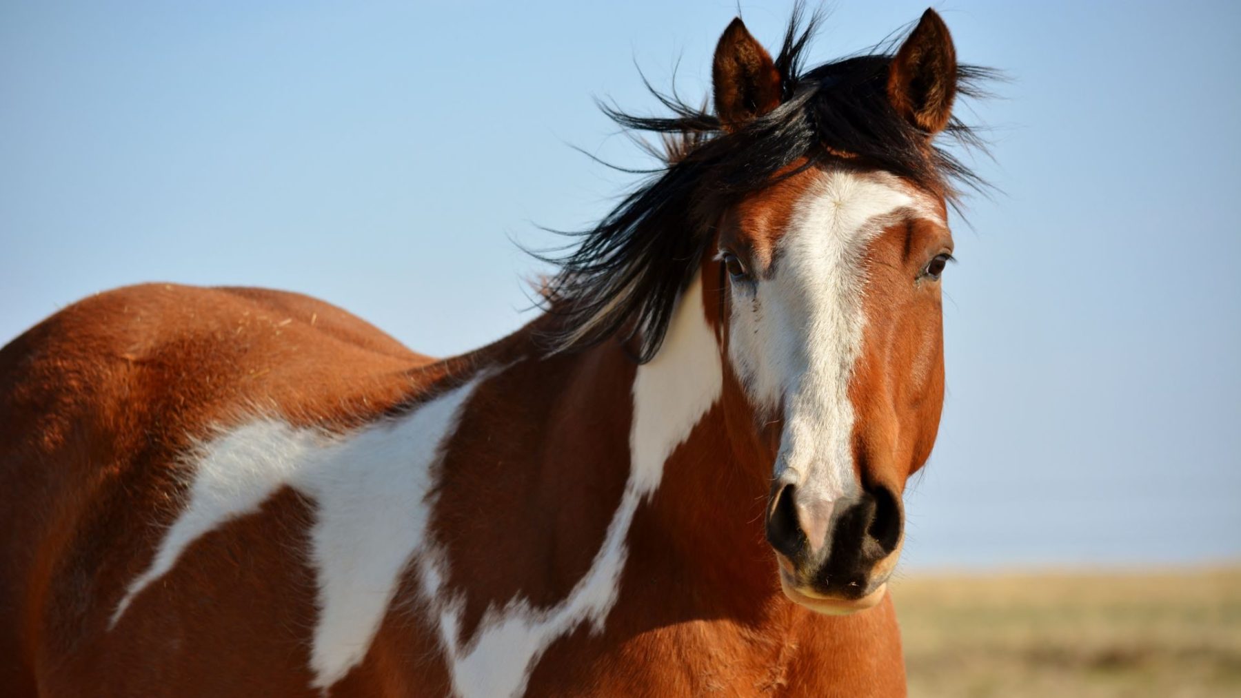 Paint Horse vs. Pinto: Apesar das semelhanças, essas raças são bem diferentes