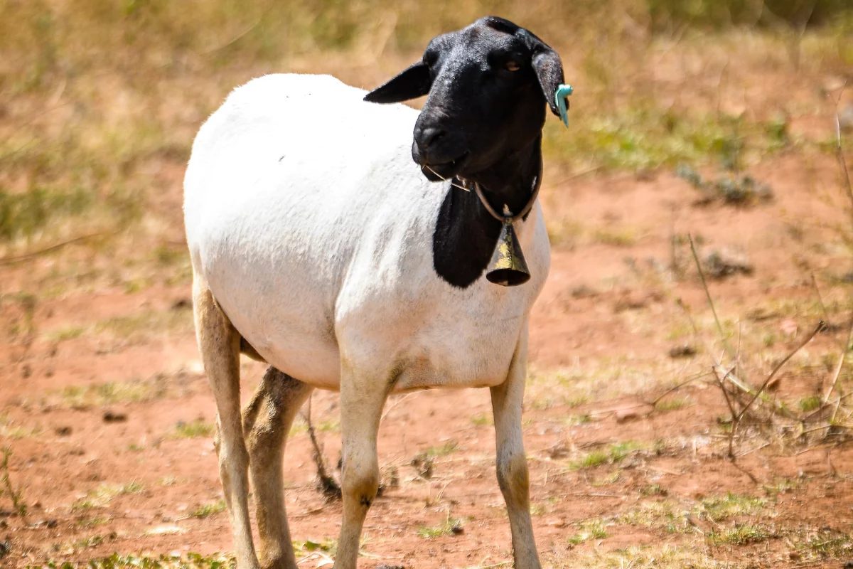 Soinga: Conheça a ovelha resistente e adaptada ao semiárido do Nordeste