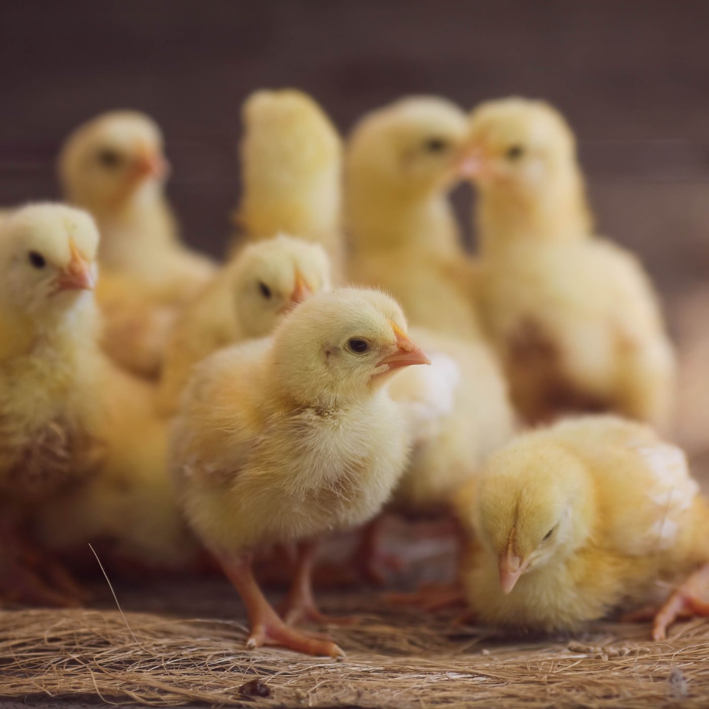 Todo ovo pode gerar um pintinho? Vamos esclarecer essa dúvida!