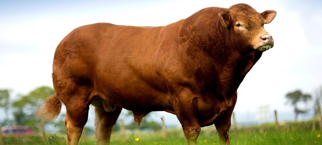 Limousin: A raça de olhos marcantes e alto potencial de ganho de peso