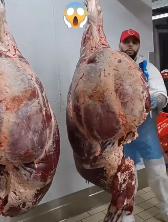 Boi da raça Belgian Blue é abatido com mais de 1.400 kg e chama atenção; Vídeo